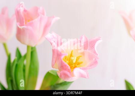 Pink tulips in soft focus close up with delicate petals and yellow stamens on light background. Stock Photo