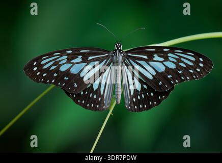 Grey glassy tiger butterfly (Ideopsis juventa) resting with wings spread on grass stem, Sulawesi, Indonesia; translucent blue-white pattern, tropical Stock Photo