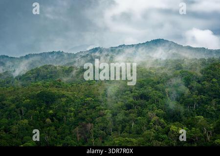 Tropical rainforest landscape in Farino, New Caledonia, lush green forest canopy with rising mist and low clouds over mountain ridges, pristine Melane Stock Photo