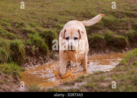 Old Labrador in a muddy puddle Stock Photo