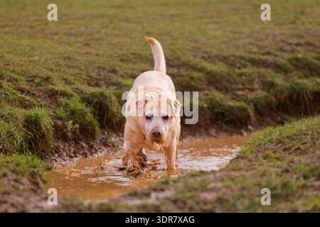 Old Labrador in a muddy puddle Stock Photo