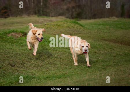 Labrador and Golden Retriever running happily Stock Photo