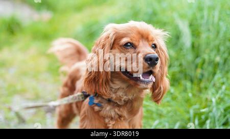 Golden Cocker Spaniel dog Stock Photo