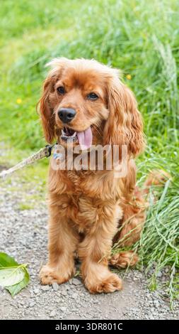 Golden Cocker Spaniel dog Stock Photo