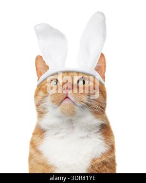 Cute cat with Easter bunny ears headband isolated on white Stock Photo