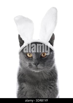 Cute cat with Easter bunny ears headband isolated on white Stock Photo