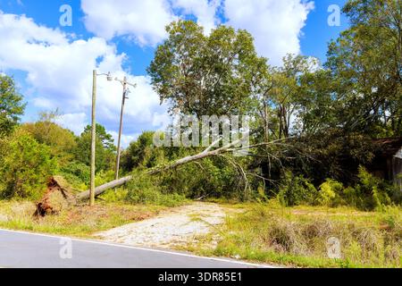 Large tree lies across road after hurricane by power lines, surrounded by grass bushes Stock Photo