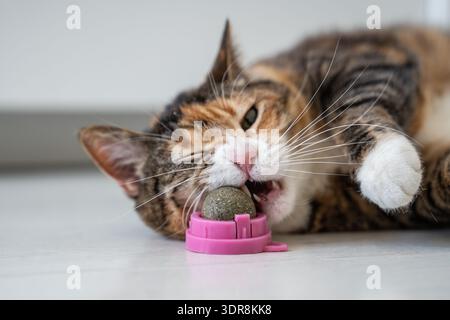Calico cat playing with catnip toy biting and trying catnip ball taste, favorite pastime for pets. Stock Photo