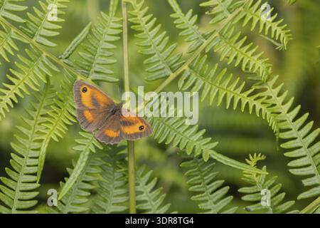 Gatekeeper butterfly (Pyronia tithonus) adult insect resting on a Bracken frond leaf in summer, England, United Kingdom Stock Photo