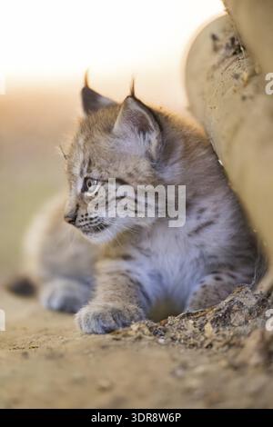 Eurasian lynx (Lynx lynx) youngster (cub) lying in a forest, Bavaria, Germany Stock Photo
