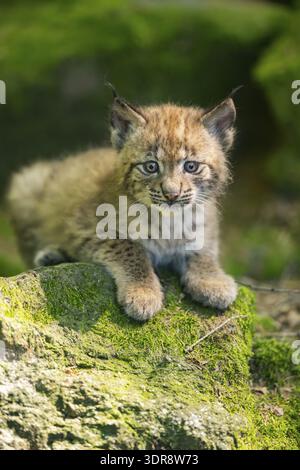Eurasian lynx (Lynx lynx) youngster (cub) lying on a rock in a forest, Bavaria, Germany Stock Photo