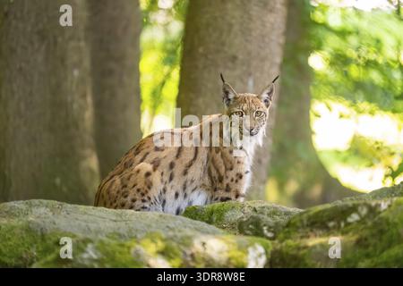 Eurasian lynx (Lynx lynx) sitting on a rock in a forest, Bavaria, Germany Stock Photo