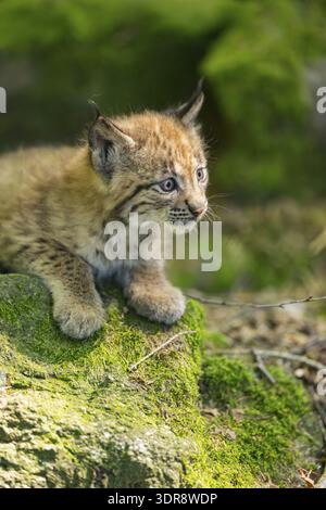 Eurasian lynx (Lynx lynx) youngster (cub) lying on a rock in a forest, Bavaria, Germany Stock Photo