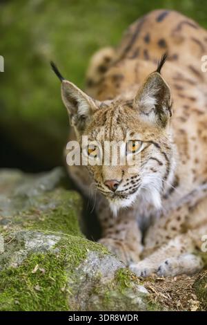 Eurasian lynx (Lynx lynx) lying on a rock in a forest, portrait, Bavaria, Germany Stock Photo