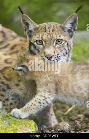 Eurasian lynx (Lynx lynx) mother with her youngsters (cubs) in a forest, portrait, Bavaria, Germany Stock Photo