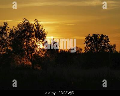 The silhouettes of trees against a bright orange evening sky on the banks of the Spree, Brandenburg Stock Photo