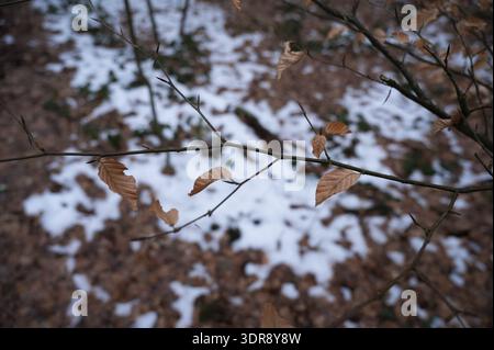 Branches with dried leaves (beech leaves) in winter, the ground covered with snow, hike through the Hopener Forest in 49393 Lohne, district of Vechta Stock Photo