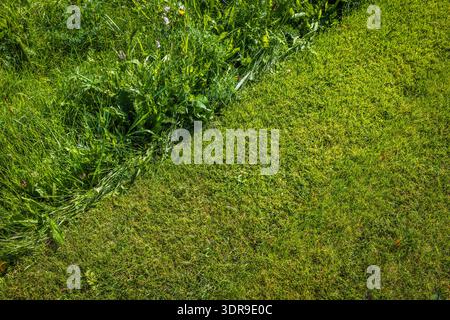 Green grass background, freshly cut and uncut lawn with weeds. Concept of lawn moving. Stock Photo