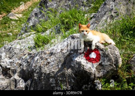 Ginger cat resting on a sunlit rock surrounded by green grass in summer countryside landscape, relaxed domestic animal outdoors Stock Photo