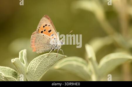 Macro profile of a Small Copper butterfly (Lycaena phlaeas) resting on a plant stem in the Cyprus countryside. Stock Photo