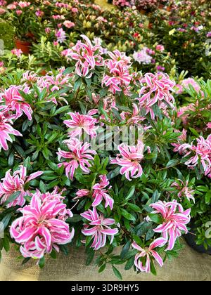 Beautiful "Pink Spider" azalea flowers growing in the garden. Perfect for floral and botanical themes. Gardening concept. Stock Photo