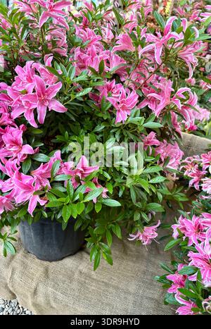 Beautiful "Pink Spider" azalea flowers growing in the garden. Perfect for floral and botanical themes. Gardening concept. Stock Photo