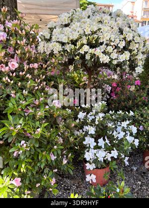 Several azalea plants with white and pink flowers in full bloom, in a plant and flower display. Rhododendron flower. Gardening concept. Stock Photo