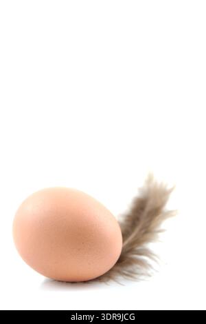 Das Ei/ the egg Stock Photo