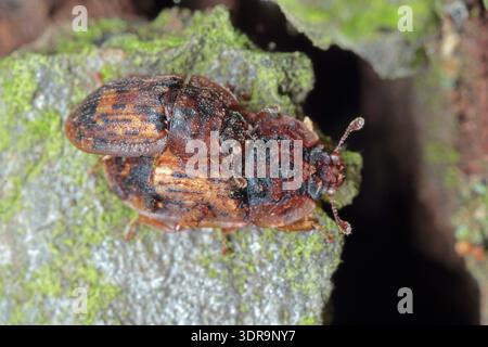 Soronia grisea, beetle of Sap Beetles, Nitidulidae. A pair of beetles on the bark of a tree with sap dripping from it, which they fed on. Stock Photo