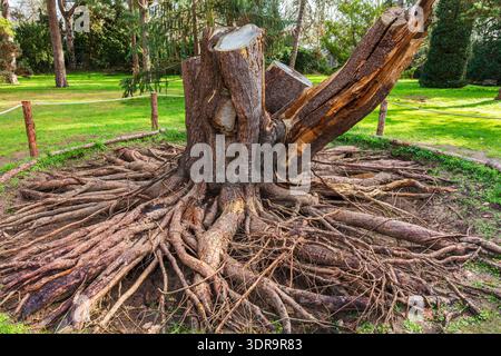 Exposed root system of a Lodgepole Pine tree. Stock Photo