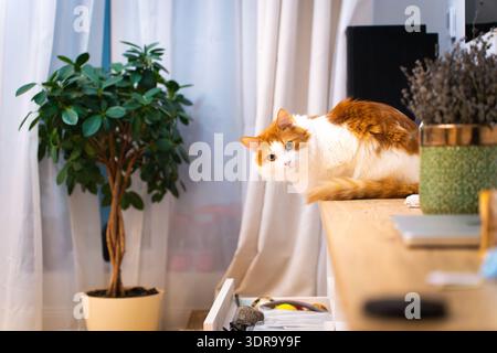 A cute white and red cat sits on furniture shelves in a cozy modern apartment, beautifully decorating the interior of the house. This charming domesti Stock Photo