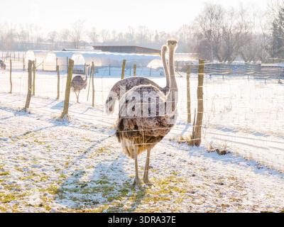 Ostrich on an ostrich farm in winter in germany. Stock Photo