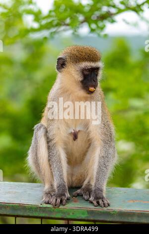 Green Monkey Chlorocebus aethiops, beautiful popular monkey Stock Photo