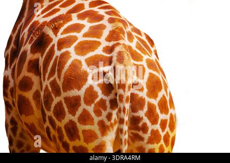 Giraffe skin texture very close,isolated on white Stock Photo