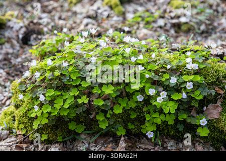 Klee floor decker in the forest Stock Photo