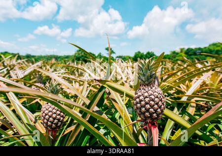 Harvest of pineapple fruits with blue sky background. View of a beautiful growing pineapple crop, Harvest season and cultivation Stock Photo