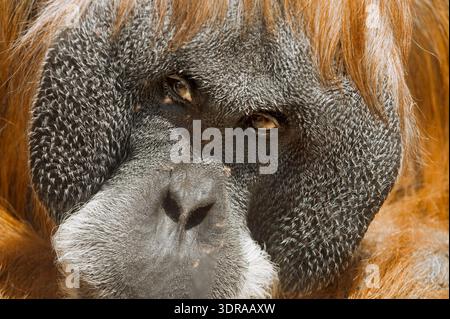 Head portrait of a male, shaggy orangutan Stock Photo