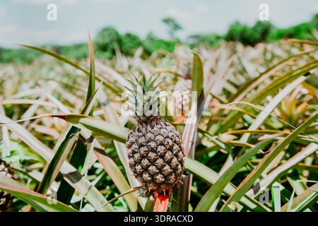 Harvest season and cultivation of pineapples. View of a beautiful growing pineapple plantation. in gardeen. Harvest of pineapple Stock Photo