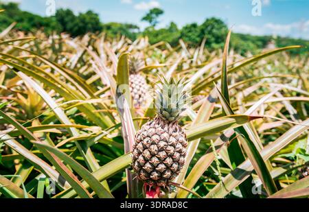Harvest season and cultivation of pineapples. View of a beautiful growing pineapple plantation. in gardeen. Harvest of pineapple Stock Photo