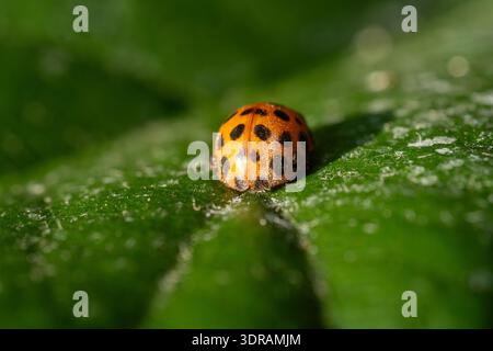 Close-up macro photography of a vibrant orange ladybug with black spots on a wet green leaf surface. Natural wildlife and garden background. Stock Photo