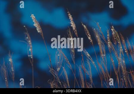 Japan. Nature close-up. Dew on grass. Stock Photo