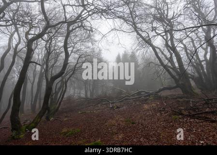 Branches and tree trunks of a mixed and deciduous forest in winter, without snow, with haze Stock Photo