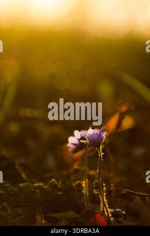 Macro flower photograph in natural forest environment and sunset light. Stock Photo