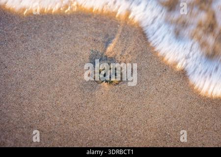 Marine invertebrate with sea water and gentle waves flowing over sandy beach during warm sunset light Stock Photo
