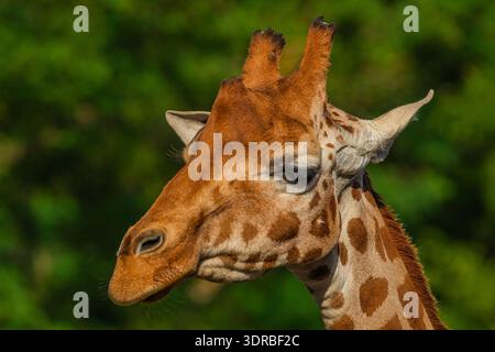 Giraffe in selective focus on green natural background Stock Photo