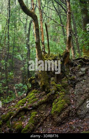 Ancient mossy tree trunks and exposed roots growing on a rocky slope in the damp laurisilva forest of Anaga Stock Photo