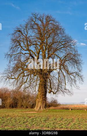 Tree trunk, branches and crown of a still leafless chestnut tree In spring with a park bench Stock Photo