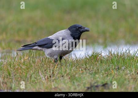 A Hooded crow on a meadow in search of food / Corvus cornix Stock Photo