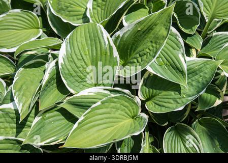 Water droplets on green and white hosta leaves Stock Photo