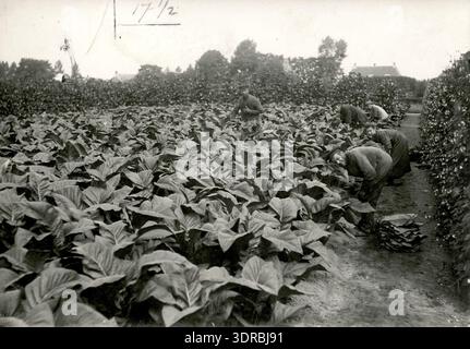 vector group tobacco Vector Group LTD